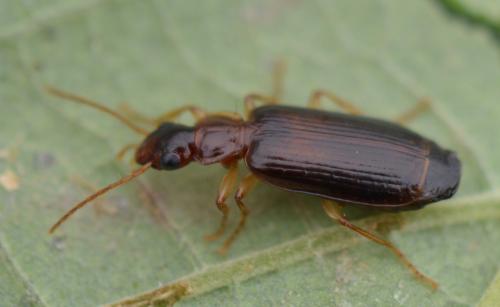 Réf. 341 433 : Dromius meridionalis